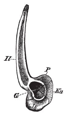 Pelvik korse sağ tarafında, vintage çizgi çizme veya oyma illüstrasyon.