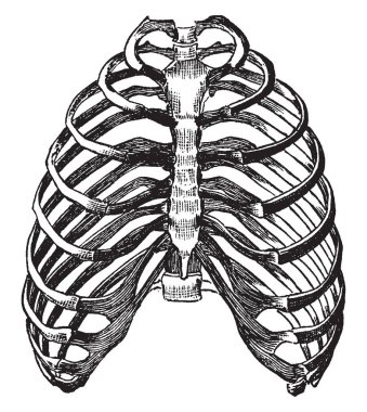 Bu resimde toraks, vintage çizgi çizme veya oyma illüstrasyon kemikli duvarlar temsil eder..