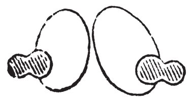 Kırmızı kan hücreleri, vintage illüstrasyon Borik asit etkisi