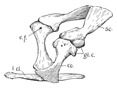 Göğüs korse timsah, vintage çizgi çizme veya oyma illüstrasyon.