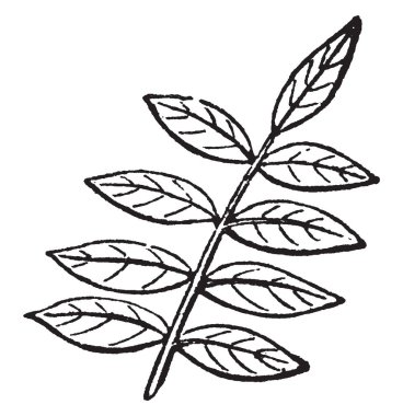 Göğüs ve kollar için kullanılan yüksek makaralar ile egzersiz bir adam bu. Bu egzersiz, vintage çizim yaparak veya illüstrasyon oyma için başka bir yol olduğunu.