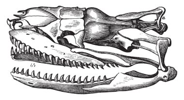 Sineği gelişmedir bir ölüm sonrası aralığı, vintage çizgi çizme veya oyma illüstrasyon belirtmek için yaygın olarak kullanılan bir birincil tür.