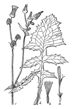 A picture shows Sow Thistle Plant along with Stem with Heads, Basal Leaves, Flower, Achene with Pappus. Its leaves are sharp multi-lobed, toothed edges and flowers are small yellow color, vintage line drawing or engraving illustration. clipart