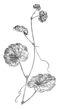 Yaprakları değişken boyutu vardır ve neredeyse tam tersi olma üst ile dönüşümlü olarak düzenlenmiş, ya da bırakın. Genellikle disseke, plan veya pinnatifid, vintage çizgi çizme veya oyma resimde yaprak bıçak olduğunu.