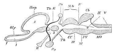 Dikey bölüm hangi omurgalı beyin kranial sinirler, vintage çizgi çizme veya oyma illüstrasyon dokuz çiftleri.