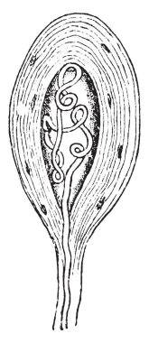 Medullated sinir fiber tendon, vintage çizgi çizme veya oyma illüstrasyon sonlandırılması.