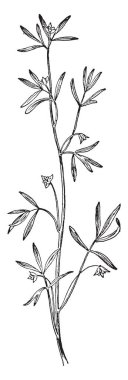 Bir resim beyaz Margined Spurge bitki gösterir. Spurge ailesine ait. Yaprakları küçük, dar, düz kenarlar ve çiçek birden fazla yaprakları vardır, o beyaz açılımına spurge, vintage çizgi çizme veya oyma illüstrasyon.