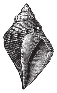 Plymouth rock, klasik çizgi çizme ya da oyma illüstrasyon üzerinde tasvir numarası ile.