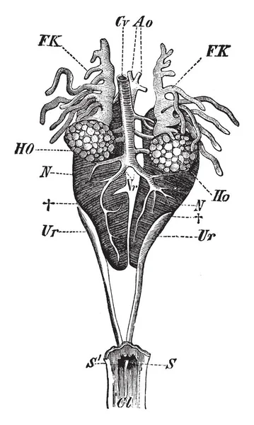 泌尿生殖道的男性器官 复古线画或雕刻插图 — 图库矢量图片