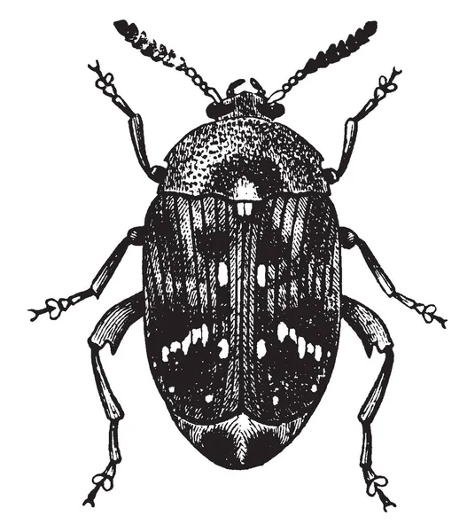 Pea Weevil Adulte Qui Est Petit Insecte Dessin Ligne Vintage — Image vectorielle