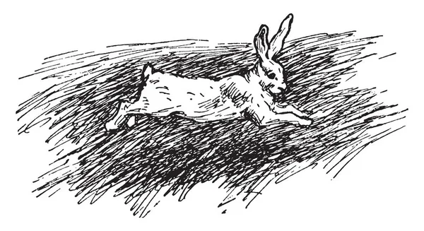 E. repens var. Ophioides bitki Salepgiller ailesi ile ilgilidir. Bu bir evergreen karasal Doğu Kuzey Amerika, vintage çizgi çizme veya oyma illüstrasyon için yerel bitkidir.