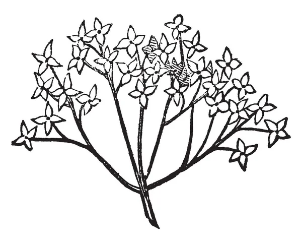 Detta Bild Blommor Lyme Dess Blommor Små Vintage Linje Ritning — Stock vektor