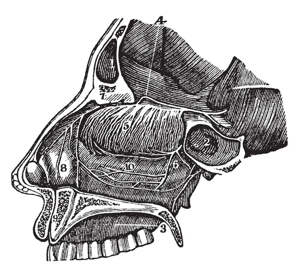 Bu resimde bir yan görünüm burun delikleri, vintage çizgi çizme veya oyma illüstrasyon geçişini temsil eder..