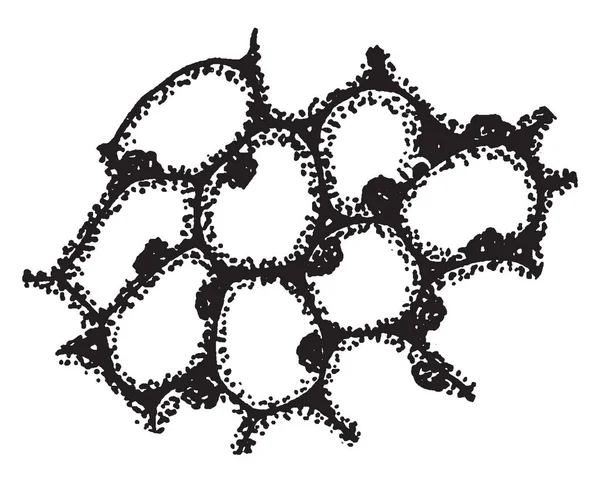 Sandalyeye oturdu ve öğretim onun torunu, vintage çizgi çizme veya illüstrasyon oyma süre yanlarında sandalyeye oturdu son.his büyükannesi öğretim bir bayan.