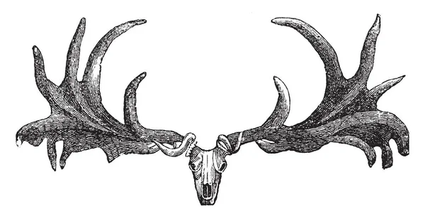 Elk Skull Dari Irlandia Yang Merepresentasikan Tengkorak Famili Cervidae Terdiri - Stok Vektor