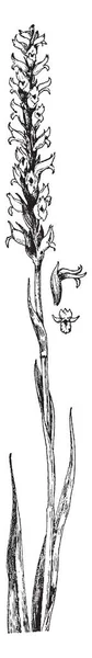 Нога Мухи Показывающая Волоски Которые Цепляются Тысячи Микробов Винтажный Рисунок — стоковый вектор