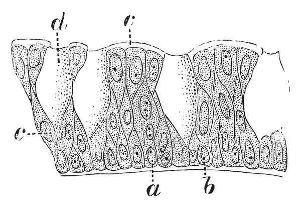 Épithélium Colonnaire Est Constitué Cellules Cylindriques Prismatiques Contenant Grand Noyau — Image vectorielle