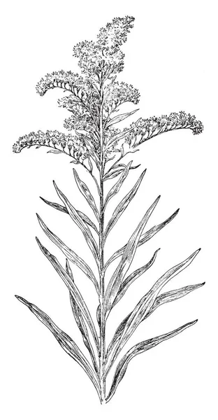 Seaside Golden-Rod (Solidago yaprak) bitki, büyük, altın sarı çiçek kümeleri, vintage çizgi çizme veya oyma resimde çok yıllık bitki familyasıdır.