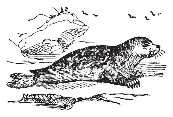 Avrupa kıyıları, vintage çizgi çizme veya oyma resimde bulunan mermer mühür.