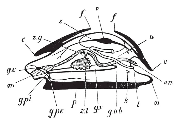 Pièces Mollusc, illustration vintage . — Image vectorielle
