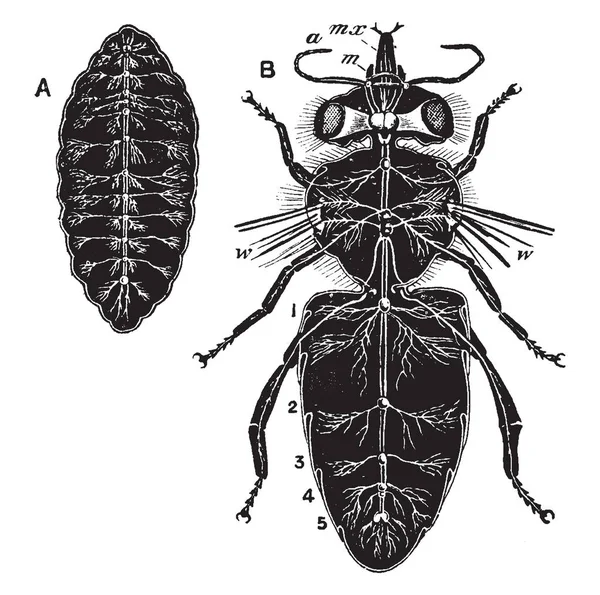 Bu resimde arı sinir sistemi, vintage çizgi çizme veya oyma illüstrasyon temsil eder..