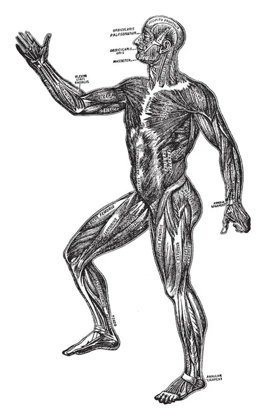 Esta Ilustración Representa Diagrama Del Sistema Muscular Humano Dibujo Línea — Archivo Imágenes Vectoriales