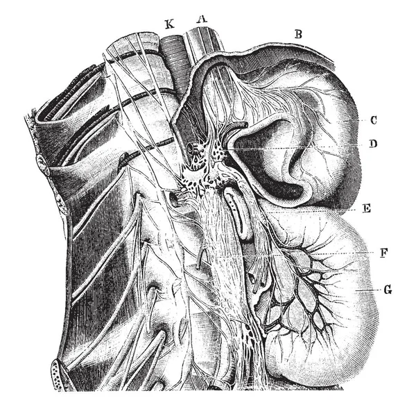 Nervios espinales Cordón simpático y la red de Ne simpático — Archivo Imágenes Vectoriales