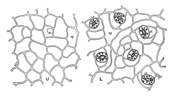 Listové Epidermis Obsahuje Úvodní Stomate Ochranné Buňky Jsou Přítomny Uvnitř — Stockový vektor