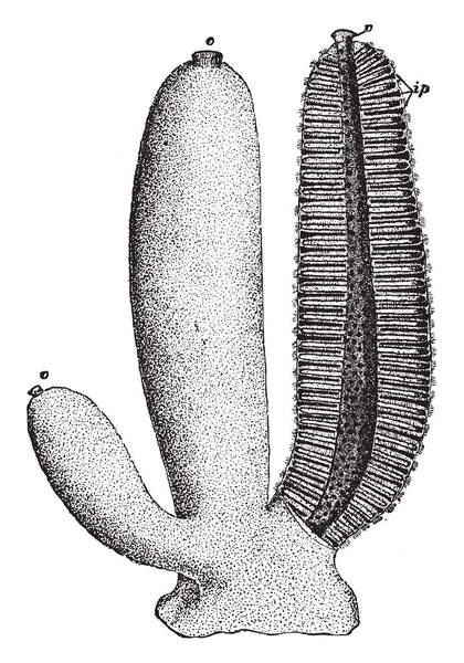 Sycon Gelatinosum นสก ลของฟองน ระม ดระว งเป นของครอบคร Sycettidae ภาพวาดเส — ภาพเวกเตอร์สต็อก