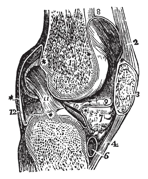 Diz eklem, vintage illüstrasyon dikey bölümü.