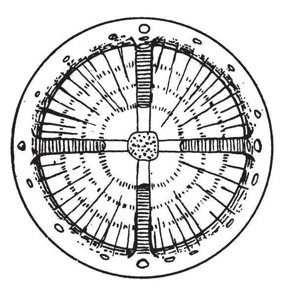 Bu çerçevede cins Hicoria ağaç dalıdır. Yaprak ve çiçek tomurcukları, vintage çizgi çizme veya oyma resimde var.