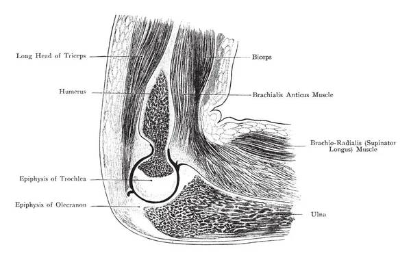 Cette Illustration Représente Sagittal Section Elbow Joint Dessin Ligne Vintage — Image vectorielle