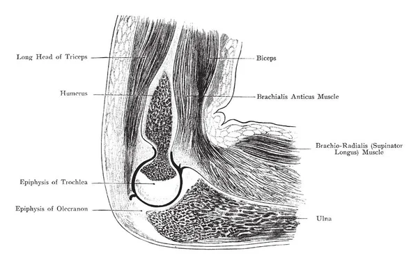 Denna Illustration Representerar Sagittal Sektion Genom Armbågsled Vintage Linje Ritning — Stock vektor