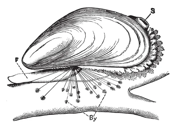 Blue Mussel Medium Sized Edible Marine Bivalve Mollusc Family Mytilidae — Stock Vector