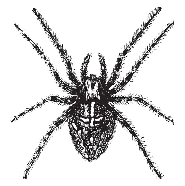 Llustration 显示捕鸟蜘蛛 蜘蛛有八条腿 Camoflauge 复古线画或雕刻插图的特殊形状和图案 — 图库矢量图片