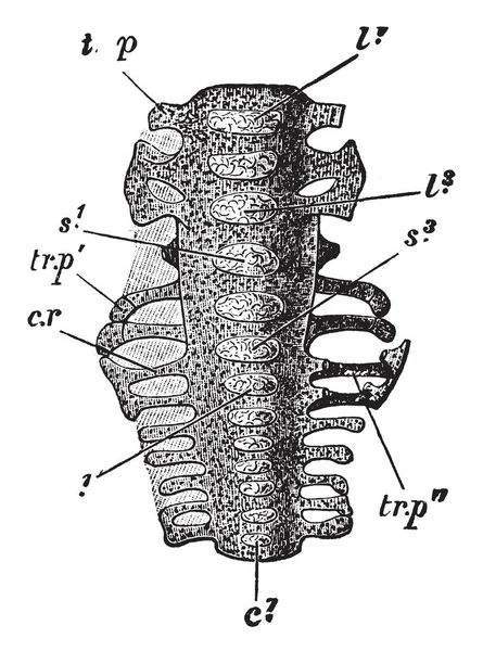 Sacrum Van Verscholen Ventrale Aspect Vintage Lijntekening Gravure Illustratie — Stockvector