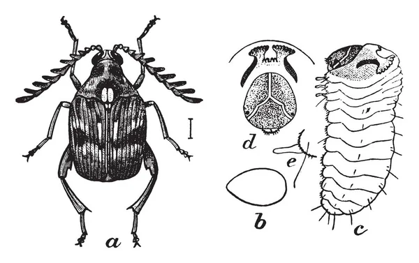 Yanlış Dragon-baş gösteren bir resim. Physostegia virginiana ortak için yanlış Dragon-baş adıdır. Nane ailesine ait bir çiçekli bitki bu. Kuzey Amerika, vintage çizgi çizme veya oyma illüstrasyon için yerel.