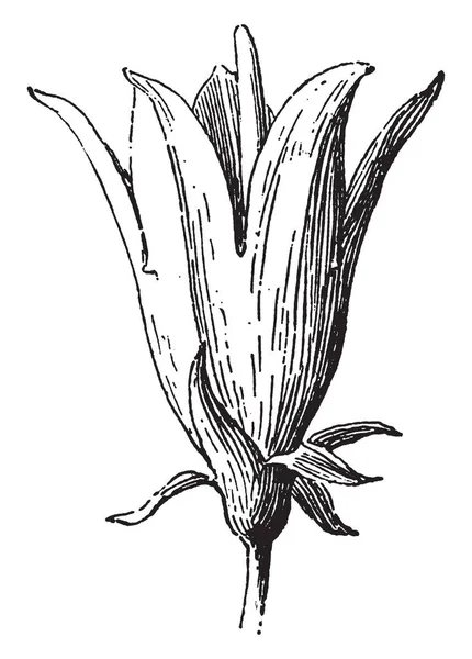 Bloem Die Eruit Als Een Klok Ziet Bloemen Zijn Geboren — Stockvector