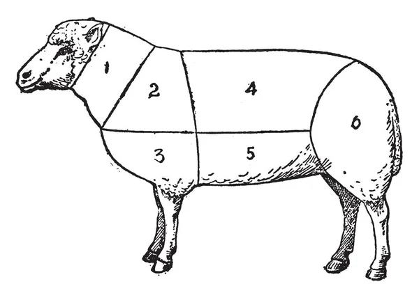这个插图代表了绵羊的肉类切割 老式的线条画或雕刻插图 — 图库矢量图片