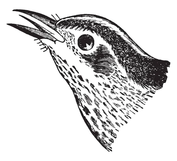 Esta Ilustración Representa Warbler Rastrero Blanco Negro Dibujo Línea Vintage — Archivo Imágenes Vectoriales