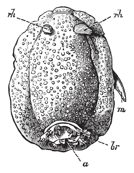 Archidoris Tuberculata Common Sea Slug Britain Vintage Line Drawing Engraving — Stock Vector