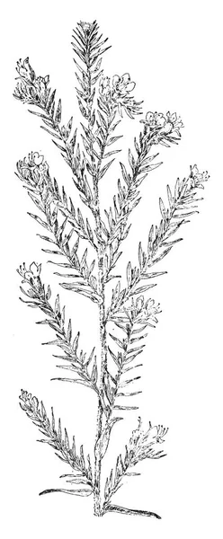 地面螺母植物的图片 它的藤本植物可以长到1 花通常是粉红色 或红棕色 复古线画或雕刻插图 — 图库矢量图片