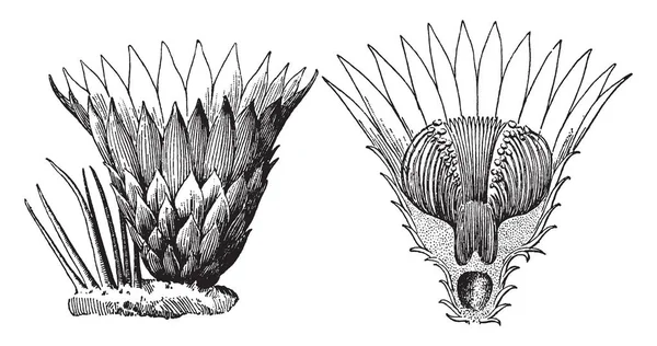 Worden Meestal Schalen Schutbladen Genoemd Eierstok Diep Binnenin Thats Bloem — Stockvector