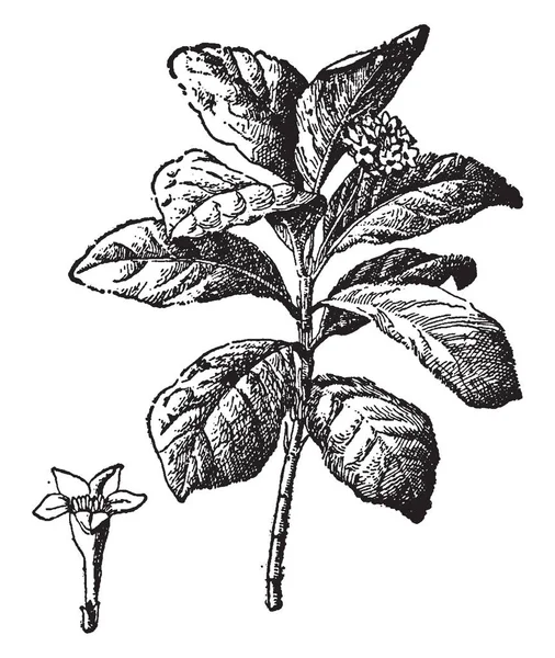 烟草为其叶子栽培 叶子用于吸烟和咀嚼鼻烟 复古线条画或雕刻插图 — 图库矢量图片