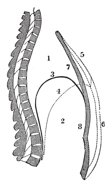 Diese Illustration Stellt Eine Seitenansicht Der Brust Und Des Bauches — Stockvektor