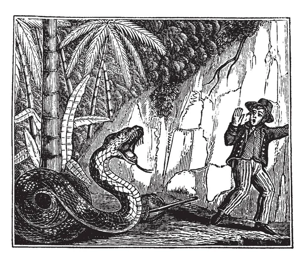 Ilustracja Przedstawia Ucieczki Węża Cejlonu Vintage Rysowania Linii Lub Grawerowanie — Wektor stockowy