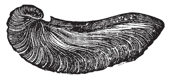 Gryphea Genus Extinct Oysters Marine Bivalve Mollusks Family Gryphaeidae Vintage — Stock Vector