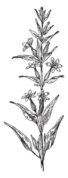 Detta Blommande Gren Clammy Cuphea Den Har Enkla Blad Blommorna — Stock vektor