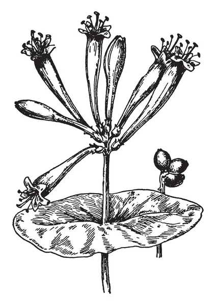 Una Imagen Muestra Small Geranium También Conocido Como Geranium Pusillum — Archivo Imágenes Vectoriales