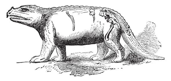 A Megalosaurus, vintage illusztráció. — Stock Vector